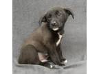 Adopt BOLIN a Black Labrador Retriever / Shepherd (Unknown Type) / Mixed dog in