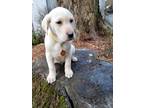 Adopt Brock - the blockhead a Tan/Yellow/Fawn Labrador Retriever / Mixed dog in