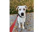 Adopt Buster a White German Shepherd Dog / Great Pyrenees / Mixed dog in Gilroy