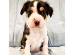 Adopt Buddy Shortbread a Black Shar Pei / Mixed dog in Mission, KS (37174528)