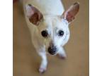 Adopt Roxanne - Chino Hills Location a Brown/Chocolate Jack Russell Terrier /