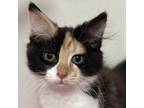 Adopt Puddin' a Calico or Dilute Calico Domestic Mediumhair / Mixed cat in