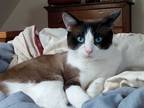Adopt Snowy a Brown or Chocolate (Mostly) Snowshoe (short coat) cat in Chicago