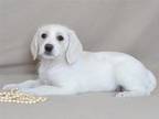 Adopt MIDORI a White Border Collie / Mixed dog in Oroville, CA (37172011)