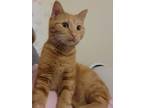 Adopt Aladdin a Orange or Red Tabby Domestic Shorthair (short coat) cat in