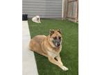 Adopt Rosco a Brown/Chocolate - with Black German Shepherd Dog / Mixed dog in
