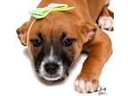 Adopt Carrie **Rescue Center** a Boxer / Blue Heeler dog in Littleton
