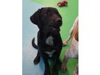 Adopt Shadow **Rescue Center** a Brindle Pointer / Bullmastiff dog in Littleton