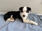 Adopt Queenie a Black - with White Border Collie dog in Castle Rock