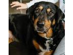 Adopt Shakia a Black - with Brown, Red, Golden, Orange or Chestnut Bernese