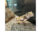 Adopt Basil A Gecko Reptile Amphibian Andor Fish In Raytown MO 37174050