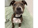 Adopt Eclipse a Brindle Pit Bull Terrier / Mixed dog in Chesapeake