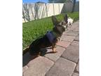 Adopt Taluah a Black Dachshund dog in Howey in the Hills, FL (37173975)