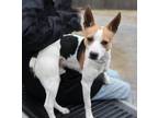 Adopt BASHFUL BISCUIT a Rat Terrier / Mixed dog in Norfolk, VA (37174029)