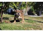 Adopt Bugsy a Brown/Chocolate American Pit Bull Terrier / Mixed dog in