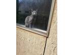 Adopt Keke a Gray, Blue or Silver Tabby Domestic Shorthair / Mixed cat in