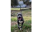 Adopt Rome a Gray/Blue/Silver/Salt & Pepper American Pit Bull Terrier / Mixed