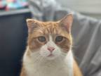 Adopt Gar a Orange or Red Tabby Domestic Shorthair (short coat) cat in Lansing