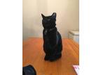 Adopt Bagheera a All Black Domestic Shorthair / Mixed (short coat) cat in Fort