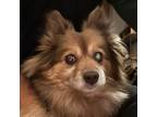 Adopt Virginia a Brown/Chocolate Pomeranian / Mixed dog in Walnut Creek