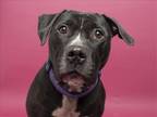 Adopt HOPE a Black Pit Bull Terrier / Mixed dog in Denver, CO (37173259)