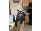 Adopt Snickers a Gray, Blue or Silver Tabby Domestic Shorthair / Mixed (short