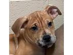 Adopt Grumpy a Tan/Yellow/Fawn Pit Bull Terrier / Mixed dog in Walnut Creek
