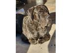 Adopt Oso a Brindle Cane Corso / Mastiff / Mixed dog in Phoenix, AZ (37130859)