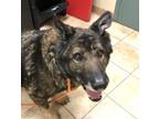 Adopt Jake a German Shepherd Dog / Mixed dog in Troutdale, OR (37173558)
