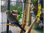 Adopt Mr. Sweetie a Budgie bird in Sechelt, BC (37171909)
