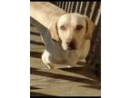 Adopt Fisher a Tan/Yellow/Fawn Labrador Retriever / Mixed dog in Hanceville