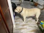 Adopt Meche a Tan/Yellow/Fawn Labrador Retriever / Mixed dog in Rayne