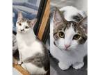 Adopt Momo and Appa a Calico or Dilute Calico Calico / Mixed (short coat) cat in