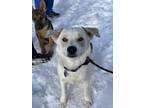 Adopt Hugo a White Labrador Retriever / Husky dog in Highlands Ranch
