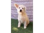 Adopt Odie a Norwich Terrier / Norfolk Terrier dog in Kensington, CA (37173451)