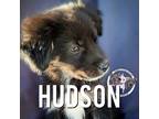 Adopt Hudson New York a Black Australian Shepherd dog in Portland, OR (37171859)