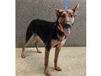 Adopt Heart* a German Shepherd Dog / Mixed dog in Pomona, CA (37172679)
