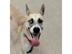 Adopt Joey a Siberian Husky / Mixed dog in Golden, CO (37172494)