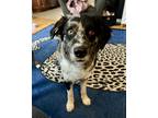 Adopt Tux a Merle Australian Shepherd / Mixed dog in Livonia, MI (37172353)