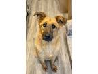 Adopt Okya a Shepherd (Unknown Type) / Mixed dog in Fort Lupton, CO (37169104)