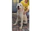 Adopt Cookie a White Labradoodle / Goldendoodle / Mixed dog in Toronto