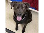 Adopt Austin a Black Labrador Retriever / Mixed dog in Denison, TX (37172130)