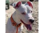 Adopt Meadow 23667 a White - with Tan, Yellow or Fawn American Staffordshire