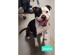 Adopt Quigley a Boston Terrier / Terrier (Unknown Type, Small) / Mixed dog in