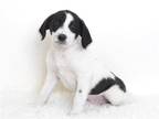 Adopt BOCEPHUS a White Border Collie / Mixed dog in Oroville, CA (37172014)