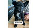 Adopt Funcake a Black - with White Border Collie / Mixed dog in Winter Park