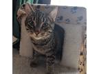 Adopt Santiago a Brown Tabby Domestic Shorthair (short coat) cat in Toronto