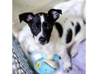 Adopt Naomi a Mixed Breed (Medium) / Mixed dog in St. Petersburg, FL (37171566)