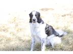 Adopt Roxie a Black - with White Shepherd (Unknown Type) / Mixed dog in