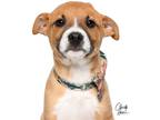 Adopt Jekyll **Rescue Center** a Boxer / Blue Heeler dog in Littleton